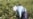 One Dead In Uzbek Stabbing Incident During Cotton-Picking