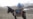 'Donkey Ambulance' Rides To The Rescue Of Afghan Women In Labor