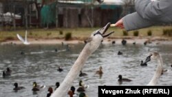 Лебеди, кряквы и лысухи: необычные птицы в cевастопольской бухте Омега (фотогалерея)