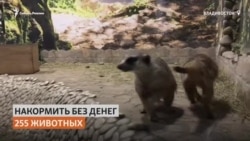 Жители Владивостока подкармливают животных в закрытом из-за коронавируса зоопарке Жители Владивостока подкармливают животных в закрытом из-за коронавируса зоопарке
