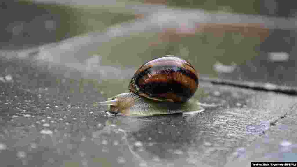 Равлик Helix pomatia Linnaeus, відоміший як виноградний равлик, перетинає тротуар