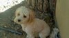 Tehran Dogs In 'Prison'