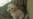 Tehran Dogs In 'Prison'