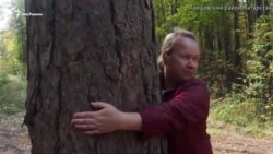 Что общего между вырубкой леса и Шаймиевым? Что общего между вырубкой леса и Шаймиевым?