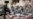 Egyptian Militant Group Denies Reports It Pledged Allegiance To IS