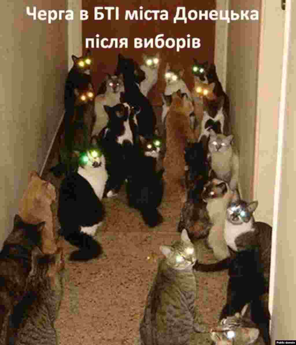 Cats shown "queing up outside the Donetsk property office."