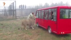 Китайські туроператори в парку левів «Тайган» (відео) Китайські туроператори в парку левів «Тайган» (відео)
