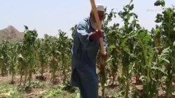 په خېبر پښتونخوا کې ږلۍ او بارانونو ګڼ فصلونه زیانمن کړي په خېبر پښتونخوا کې ږلۍ او بارانونو ګڼ فصلونه زیانمن کړي